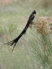 Euplectes progne