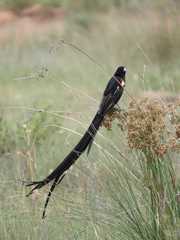 Euplectes progne