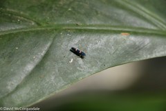 Pachitea subflava