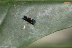 Pachitea subflava