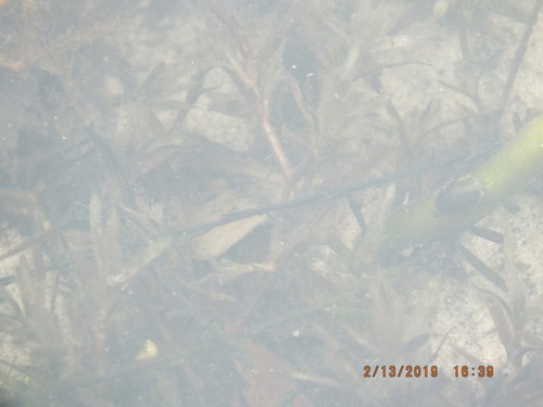 Najas guadalupensis subsp. floridana image