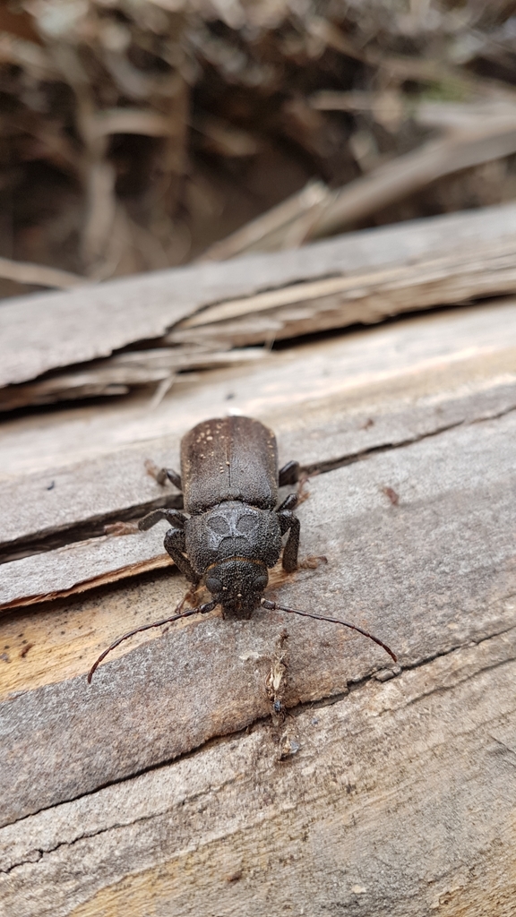 Chiasmetes limae