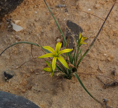 Gagea reticulata