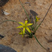 Gagea reticulata - Photo (c) Ron Frumkin, μερικά δικαιώματα διατηρούνται (CC BY-NC), uploaded by Ron Frumkin