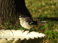 Mimus polyglottos image