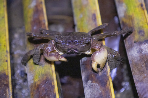 Sesarma aequatoriale