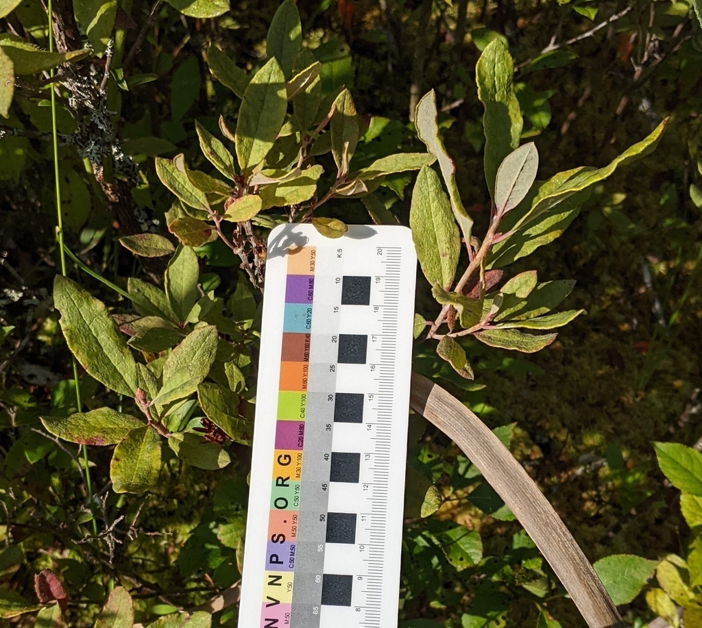 Rhodora from Fitzwilliam, NH 03447, USA on September 2, 2023 at 09:13 ...