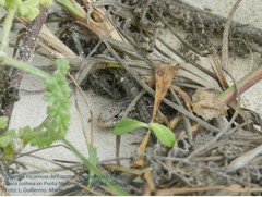 Sceloporus cozumelae