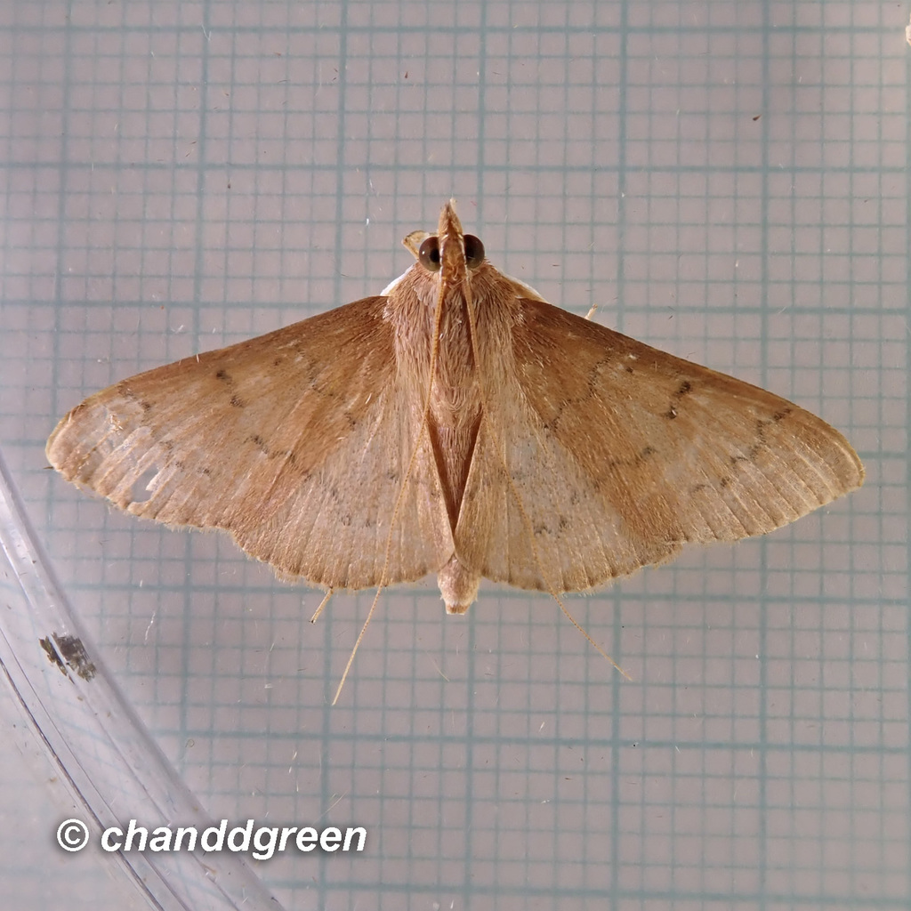 Tetridia