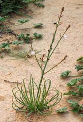 Asphodelus tenuifolius