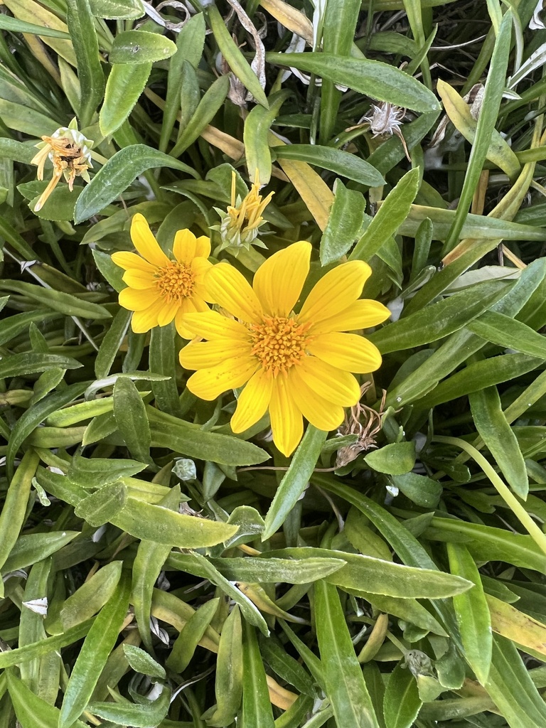 sunflowers, daisies, asters, and allies from Knott Ave, Buena Park, CA