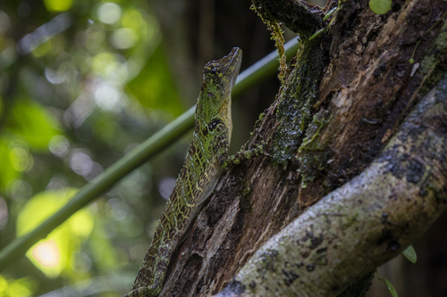 Popeyan Giant Anole
