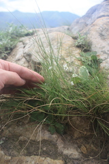 Alepidea natalensis