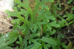 Selaginellaceae