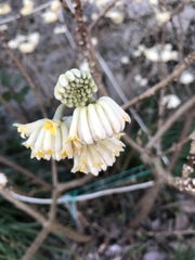 Edgeworthia