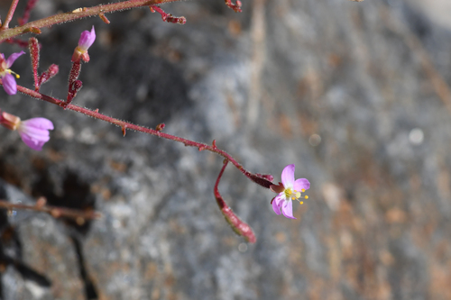 Chylismia heterochroma (Chylismia heterochroma)