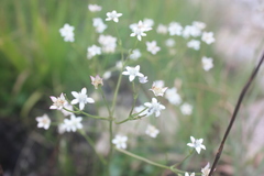 Alepidea natalensis