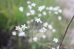 Alepidea natalensis