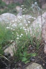 Alepidea natalensis