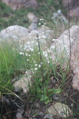 Alepidea natalensis