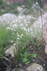 Alepidea natalensis