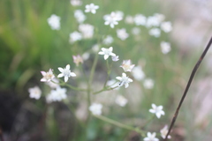 Alepidea natalensis