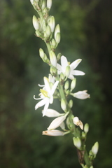 Chlorophytum bowkeri