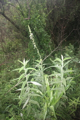 Chlorophytum bowkeri