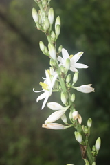 Chlorophytum bowkeri