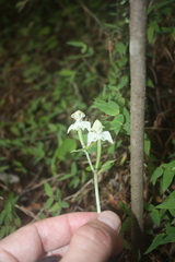 Disperis lindleyana