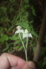 Disperis lindleyana