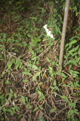 Disperis lindleyana