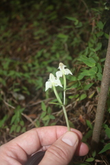 Disperis lindleyana