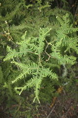 Sticherus umbraculifer