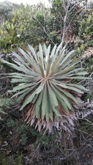 Espeletia corymbosa
