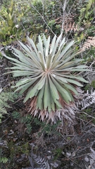 Espeletia corymbosa