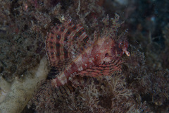 Dendrochirus brachypterus