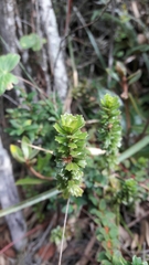 Baccharis tricuneata