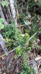 Baccharis tricuneata