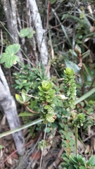 Baccharis tricuneata