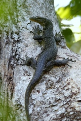 Varanus indicus