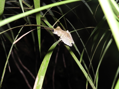 Buckley's Slender-legged Treefrog, Osteocephalus buckleyi