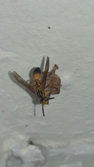 Mischocyttarus cerberus