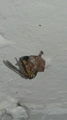 Mischocyttarus cerberus