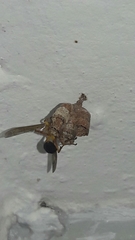 Mischocyttarus cerberus