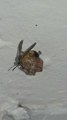 Mischocyttarus cerberus