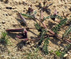 Astragalus peregrinus peregrinus