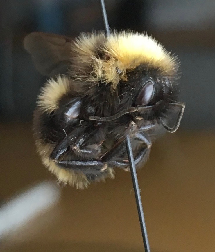 Ashton's Cuckoo Bumble Bee in July 2017 by leif_richardson. Specimen ...