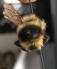 Bombus ashtoni