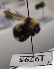 Bombus ashtoni